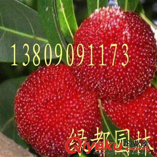 2014批發(fā)優(yōu)質楊梅種子，發(fā)芽率高。