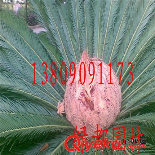 2014批發(fā)優(yōu)質(zhì)鐵樹種子，發(fā)芽率高。原始圖片3