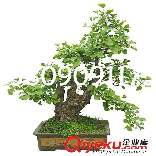 出售優(yōu)質(zhì)扶芳藤，預(yù)定優(yōu)惠，量大更優(yōu)！