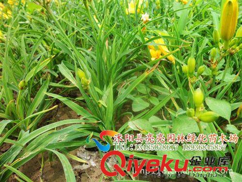 基地大量供應石蒜、大花萱草、鳶尾、德國鳶尾、地被石竹等貨源足