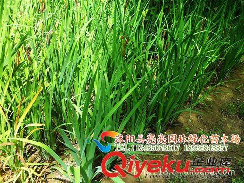 基地大量供應石蒜、大花萱草、鳶尾、德國鳶尾、地被石竹等貨源足