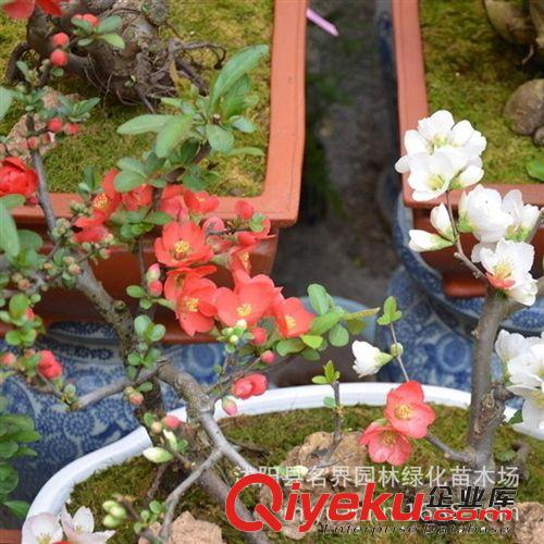盆栽海棠花卉 海棠花苗 長壽冠海棠盆景 當(dāng)年開花綠植盆栽室內(nèi)原始圖片3
