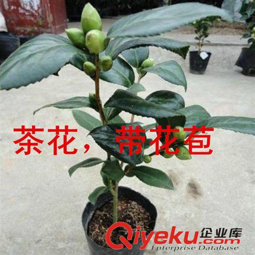 基地?zé)徜N 茶花樹盆景 3-5年大苗盆栽  盆栽植物 當(dāng)年可開花