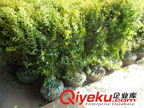 【名界園林】供應苗木 廠家直銷 供應灌木 金葉女貞球原始圖片3