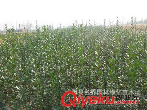 【名界園林】供應苗木 廠家常年供應 灌木 北海道黃楊原始圖片2
