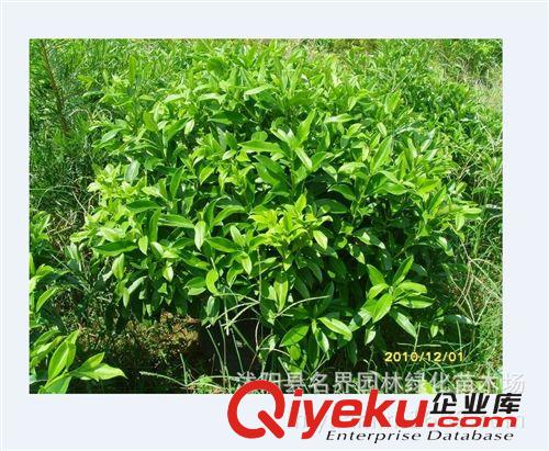 【名界園林】供應苗木 廠家直銷 供應 非洲茉莉