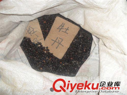【名界園林】供應苗木 廠家常年供應 牡丹種子原始圖片2