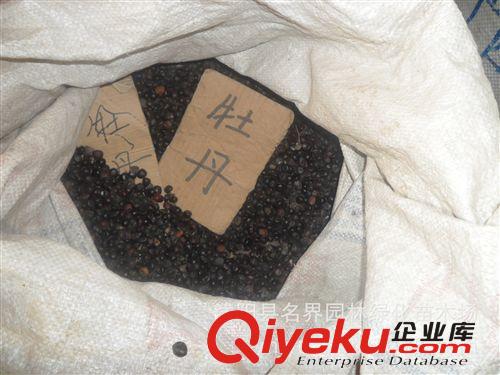 【名界園林】供應苗木 廠家常年供應 牡丹種子原始圖片3