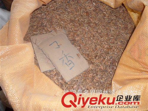 【名界園林】供應苗木 廠家常年供應 牡丹種子