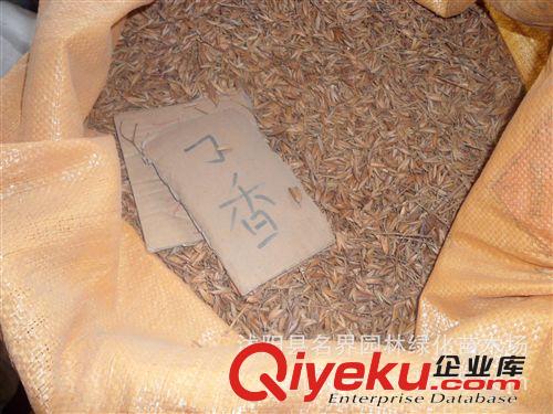 【名界園林】供應(yīng)苗木 廠家常年供應(yīng)  丁香種子原始圖片2