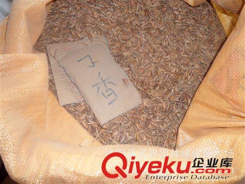 【名界園林】供應(yīng)苗木 廠家常年供應(yīng)  丁香種子原始圖片3