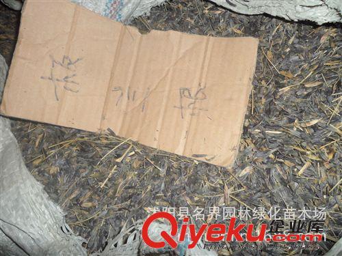 【名界園林】供應(yīng)苗木 廠家常年供應(yīng)  丁香種子