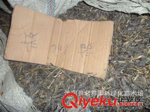 【名界園林】供應(yīng)苗木 廠家常年供應(yīng)板藍(lán)根種子原始圖片2
