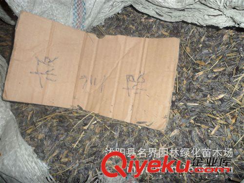 【名界園林】供應(yīng)苗木 廠家常年供應(yīng)板藍(lán)根種子原始圖片3