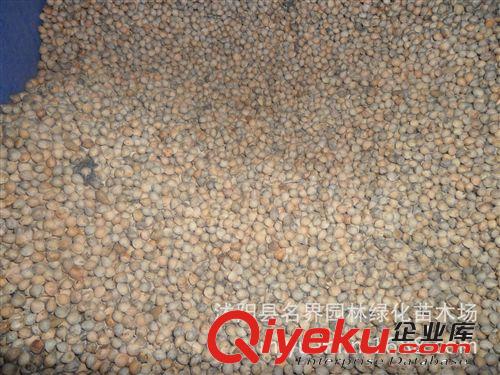【名界園林】供應苗木 廠家常年供應 櫻桃種子原始圖片2