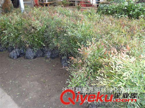 【名界園林】供應(yīng)苗木 廠家直銷 供應(yīng)南天竹原始圖片2