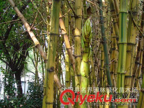 【名界園林】供應(yīng)苗木 廠家直銷 供應(yīng)優(yōu)質(zhì)金絲竹小苗原始圖片2