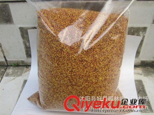 花木種子 綠化種子 草坪種子 進口籽種 喬木種子 林木種子原始圖片2