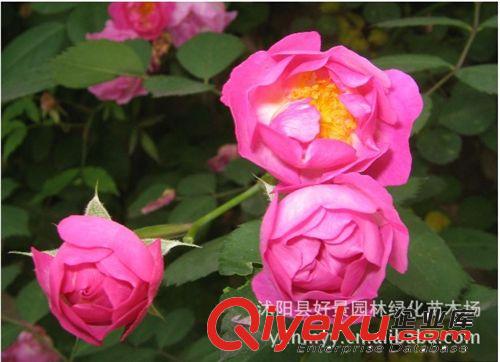 供應(yīng)薔薇，藤本薔薇，大花薔薇，薔薇基地，有刺薔薇，無刺薔薇