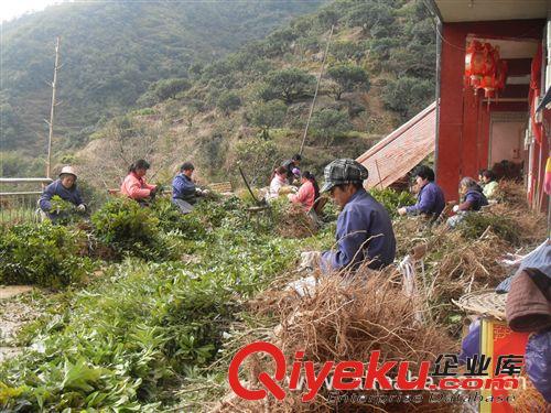 zz嫁接東魁楊梅/一年苗/大批量供應/單位【臺州敏會苗木】