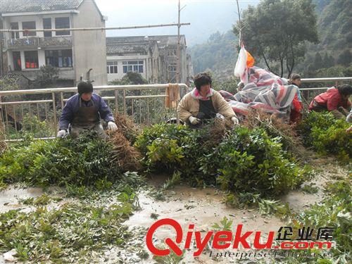 自產自銷批發東魁嫁接楊梅樹苗1年生純zp種【臺州敏會苗木】