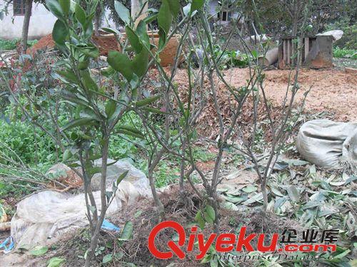 兩年生橘子苗桔子苗柑橘苗無核蜜橘嫁接苗【臺州敏會苗木】原始圖片2