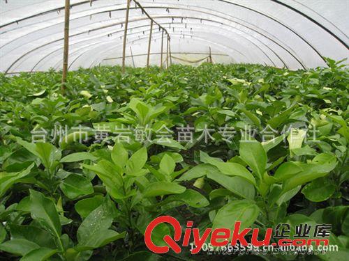 1年苗柚子苗文旦玉環(huán)文旦苗嫁接柚子苗zz品種【臺(tái)州敏會(huì)苗木】原始圖片2