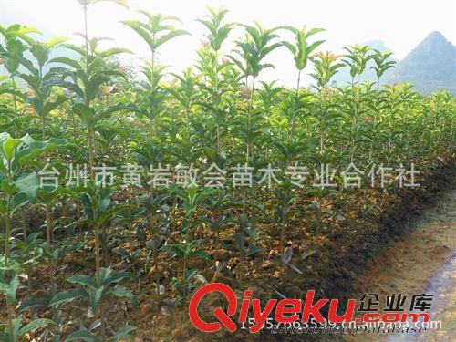 大量批發(fā)丹桂桂花苗狀元紅花園風(fēng)景遮陽1年生桂花苗【敏會苗木】