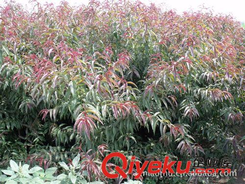 專業(yè)供應綠化苗木，花灌木類碧桃樹，3-8公分
