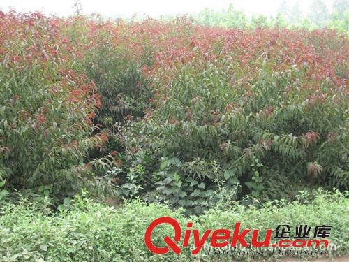 專業(yè)供應綠化苗木，花灌木類碧桃樹，3-8公分