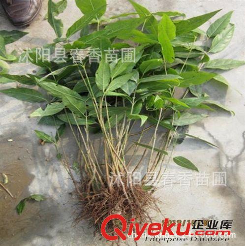 供应腊梅 腊梅小苗10-50CM 腊梅工程苗5-10年苗  规格齐全