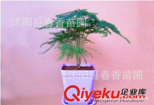 桌面小盆景綠植盆栽 文竹盆栽帶盆發(fā)貨 文竹苗