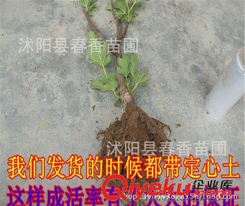 无花果苗盆栽 果树苗日本紫果盆栽/地栽果树苗木 夏秋当年结果苗