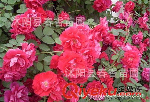 多花無刺薔薇花苗盆栽爬藤植物全年循環(huán)開花 薔薇花苗