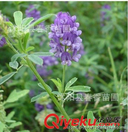 出售進(jìn)口牧草種子 牧草{zw} 紫花苜蓿草種子 優(yōu)質(zhì) 高產(chǎn)凈種子原始圖片2