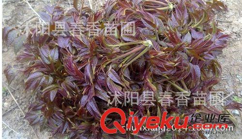 出售红油香椿种子 树上蔬菜籽 阳台庭院盆栽四季播