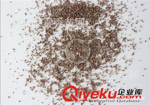 出售 白花蛇舌草種子 qrjd藥 zcy材種子