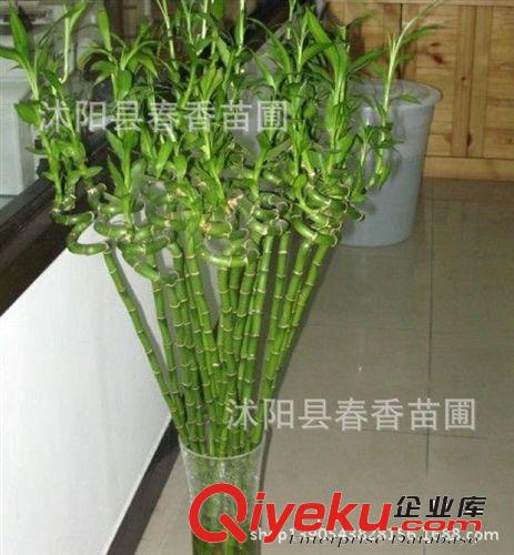 出售中藥材種子  白芷種子 祁白芷、川白芷、香白芷 量大優惠