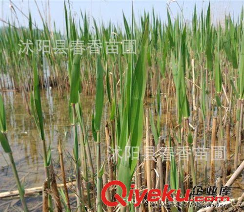 水生植物、蘆葦苗 公園、水池、岸邊、假山邊上造景、蘆葦根