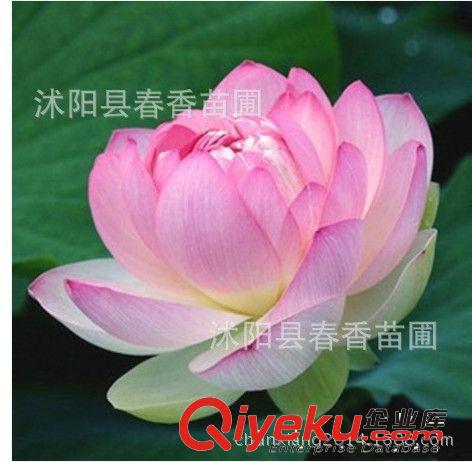 荷花碗莲种根新品种 莲藕 春季热卖花卉 防雾霾 防甲醛 池塘绿化