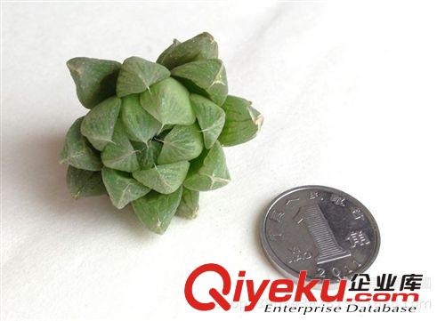 出售 各种多肉植物  仙人类防辐射多肉植物 生石花 虹之玉 黄丽