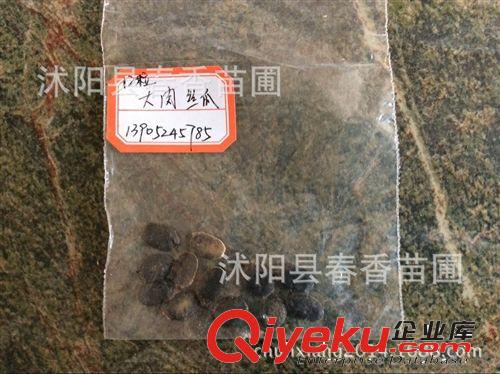 阳台种植蔬果种子 纯丰肉丝瓜种子 农民用种 多食可美容