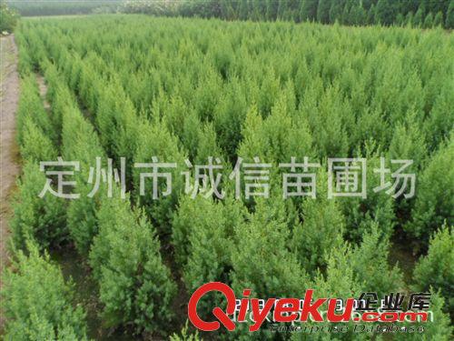 河北快柏 快柏基地  快柏價格   快柏批發銷售原始圖片2