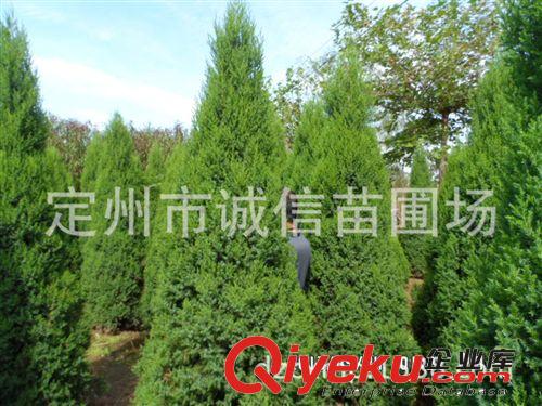 河北快柏 快柏基地  快柏價格   快柏批發銷售原始圖片3