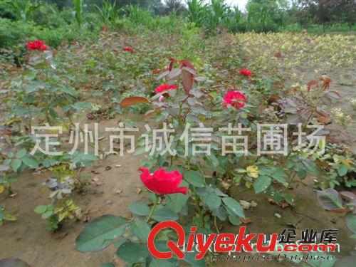 河北月季  薔薇 誠信苗圃場大量供應(yīng)苗木 花灌木