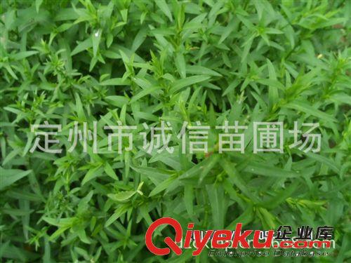 大量供應內蒙荷蘭菊河北誠信苗圃荷蘭菊價格原始圖片2