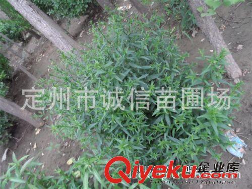 大量供應內蒙荷蘭菊河北誠信苗圃荷蘭菊價格原始圖片3