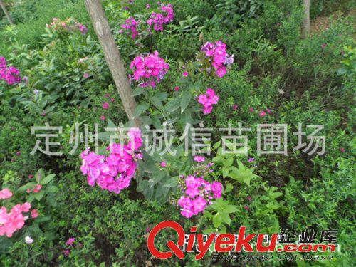 宿根花卉類(lèi)草花  荷蘭菊 地被菊、金雞菊 黑心菊花卉銷(xiāo)售價(jià)格