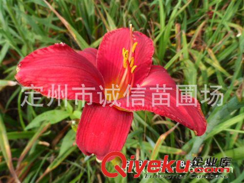 出售紅運(yùn)萱草大量供應(yīng)新疆草花紅運(yùn)萱草