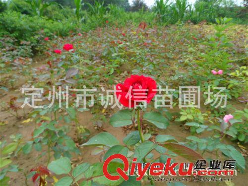 河北月季  薔薇 誠信苗圃場大量供應苗木 花灌木